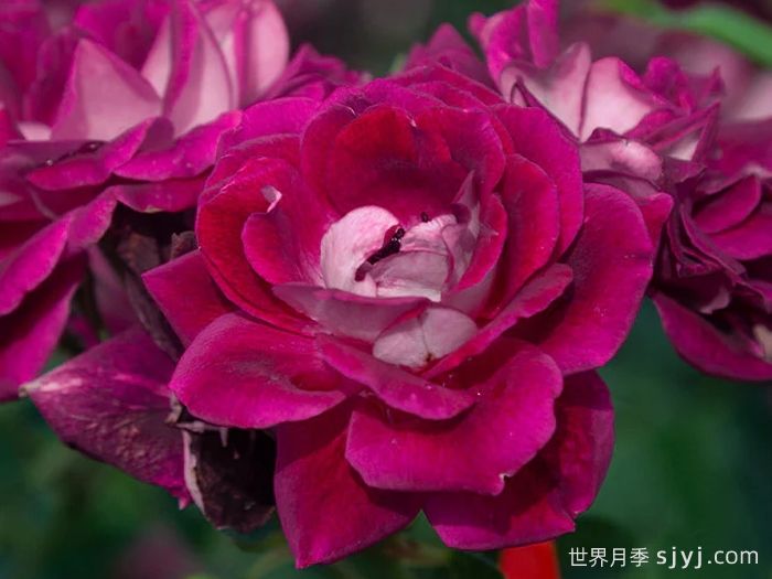 葡萄冰山月季Burgundy Iceberg(图2)