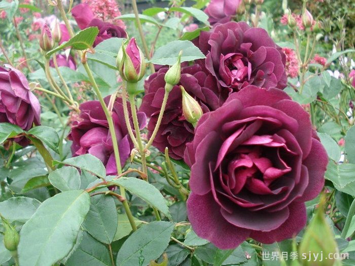 葡萄冰山月季Burgundy Iceberg(图4)