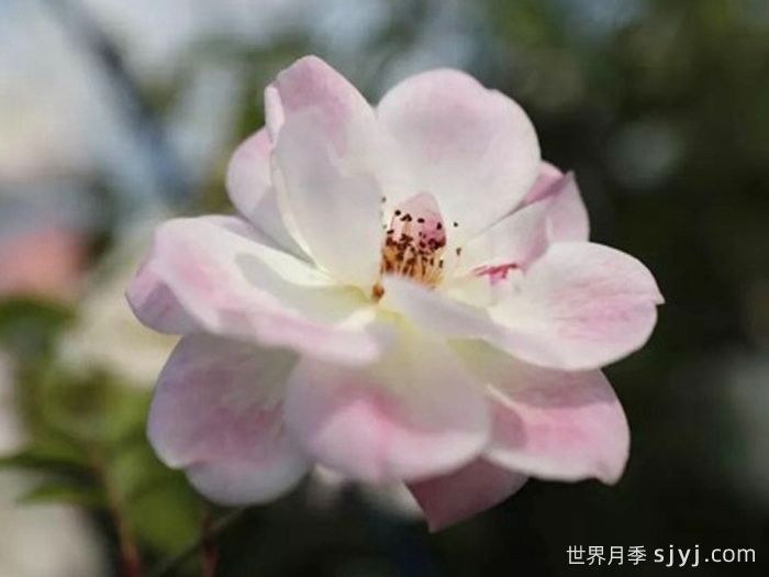 草莓冰山月季Strawberry Iceberg(图1)