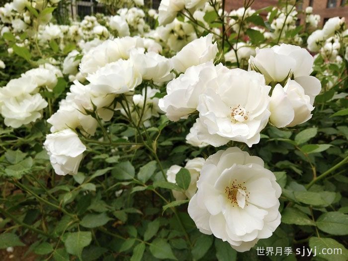 藤冰山月季Iceberg Climbing(图2)