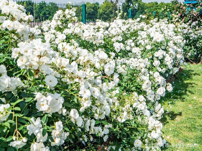 藤冰山月季Iceberg Climbing(图3)