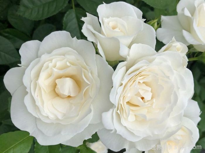 冰山宝宝月季/白雪公主宝宝Baby Schneewittchen(图2)