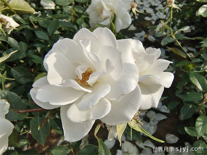 冰山月季Ice Berg(图1)