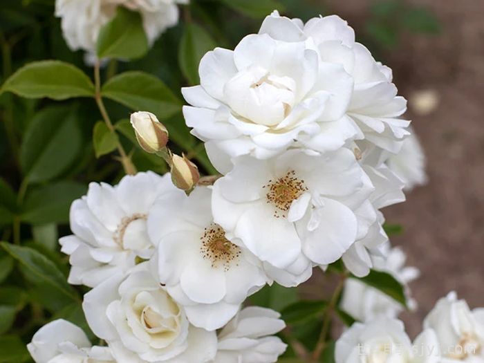 冰山月季Ice Berg(图2)