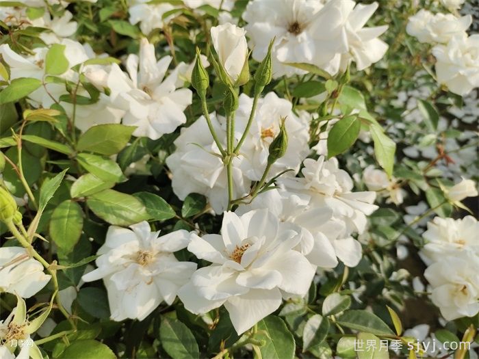 冰山月季Ice Berg(图3)