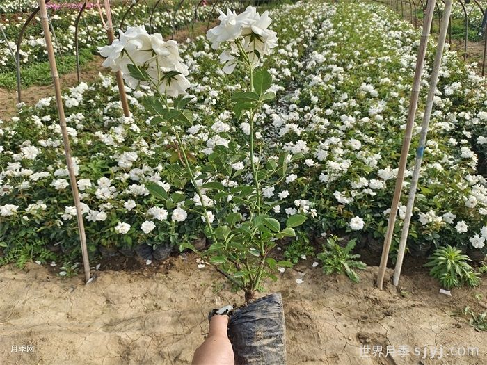 冰山月季Ice Berg(图6)