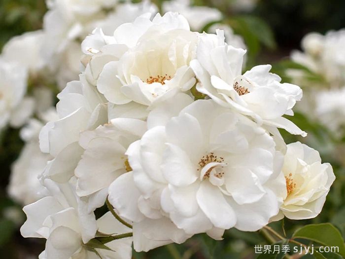 冰山月季Ice Berg(图7)