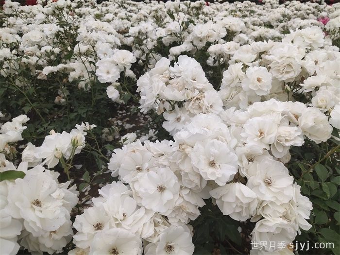 冰山月季Ice Berg(图8)