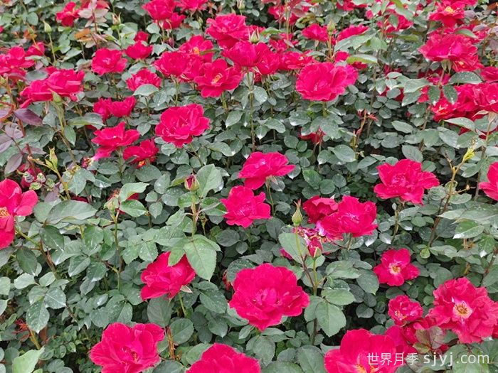 红帽子月季(图3)