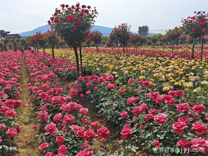 树状月季和丰花月季打造行道景观(图1)