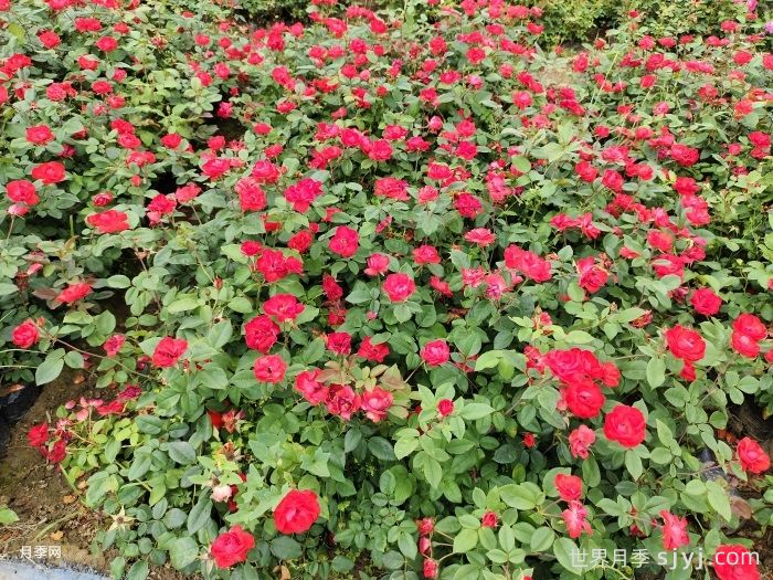 树状月季和丰花月季打造行道景观(图3)