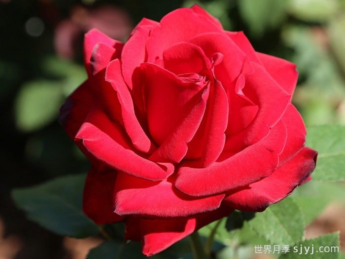 英格丽褒曼月季Ingrid Bergman(图1)