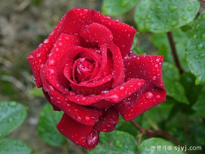 英格丽褒曼月季Ingrid Bergman(图5)