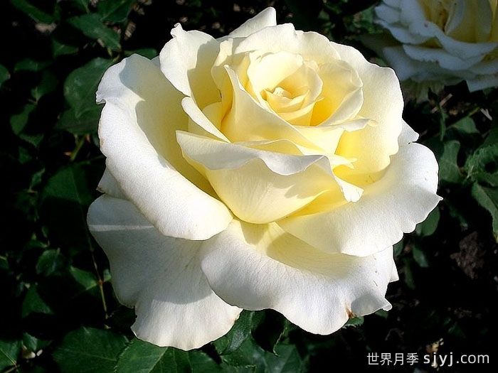 伊琳娜月季/埃琳娜/漂多斯月季Elina(图1)