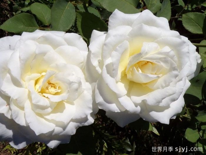 伊琳娜月季/埃琳娜/漂多斯月季Elina(图3)