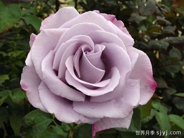 蓝丝带月季/兰丝带月季Blue Ribbon(图1)