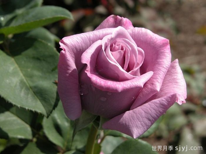 蓝丝带月季/兰丝带月季Blue Ribbon(图2)