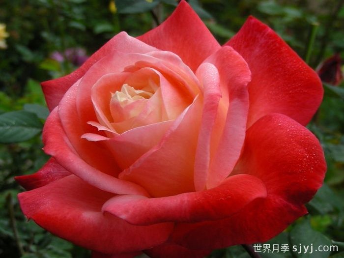 丹顶月季Tan Cho(图2)