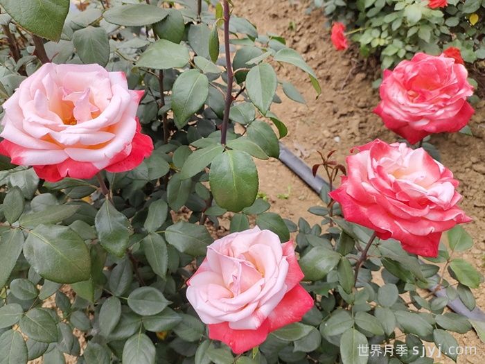 丹顶月季Tan Cho(图4)