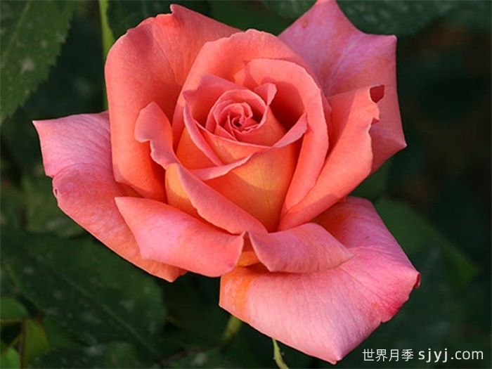 我的选择月季My Choice(图5)