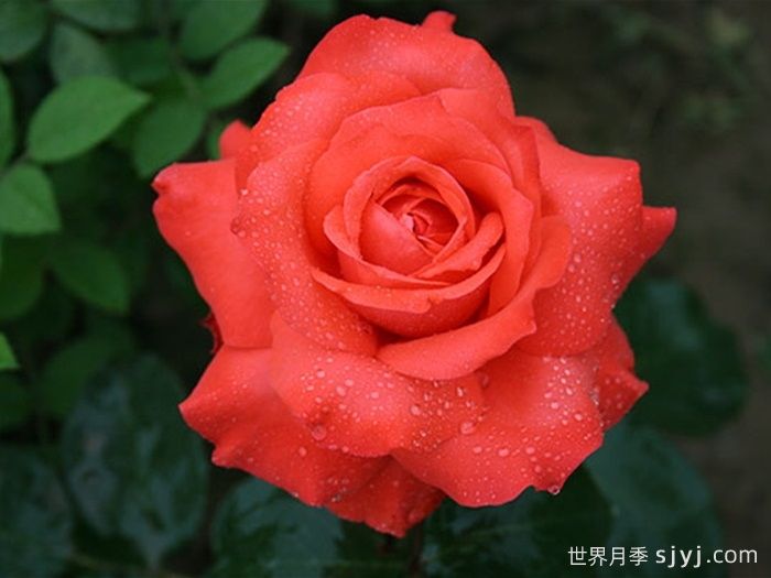 赞歌月季Sanka(图1)