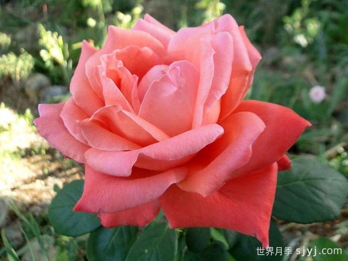 赞歌月季Sanka(图2)