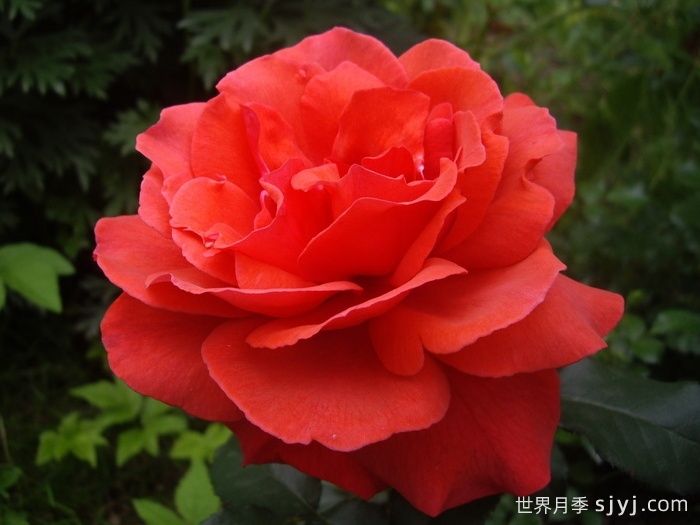 香云月季Fragrant Cloud(图1)