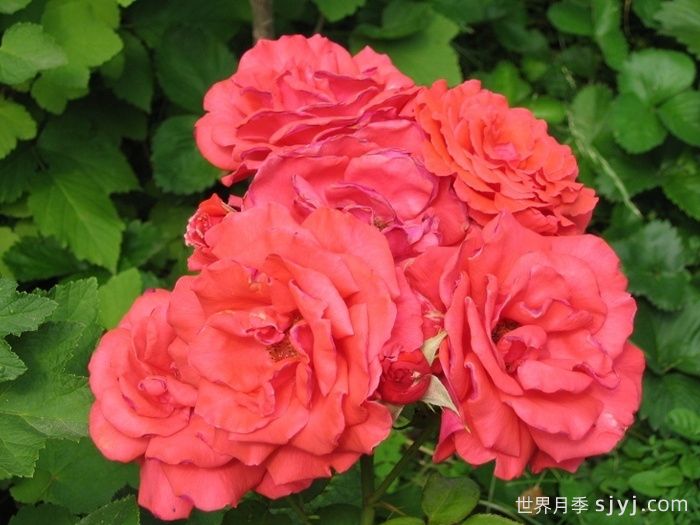 香云月季Fragrant Cloud(图3)