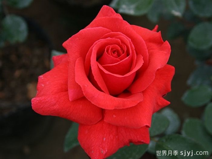 香云月季Fragrant Cloud(图5)