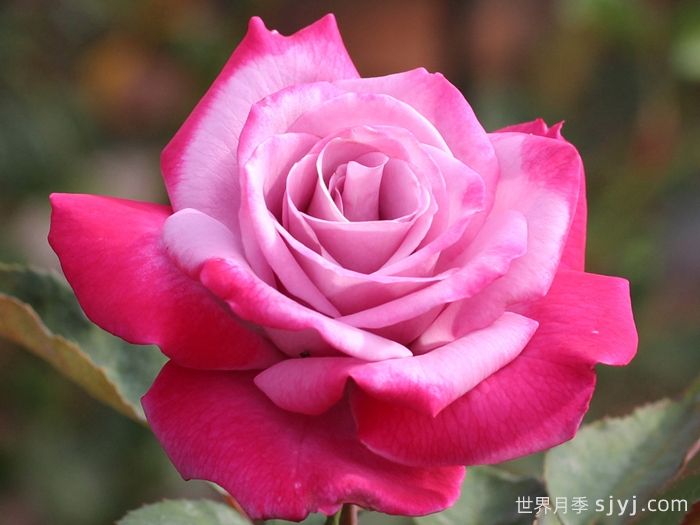 天堂月季/燃烧的天空Paradise(图1)