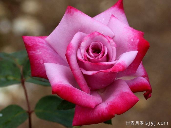 天堂月季/燃烧的天空Paradise(图2)