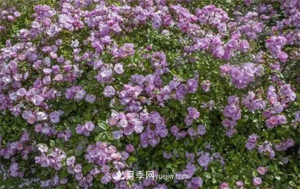 花瓣少的低维护月季到底有哪些优点？(图6)