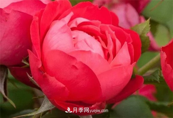 花瓣少的低维护月季到底有哪些优点？(图4)