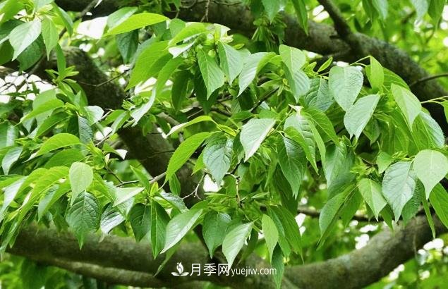 杜仲，可以在北方种植的珍贵树种苗木(图1)