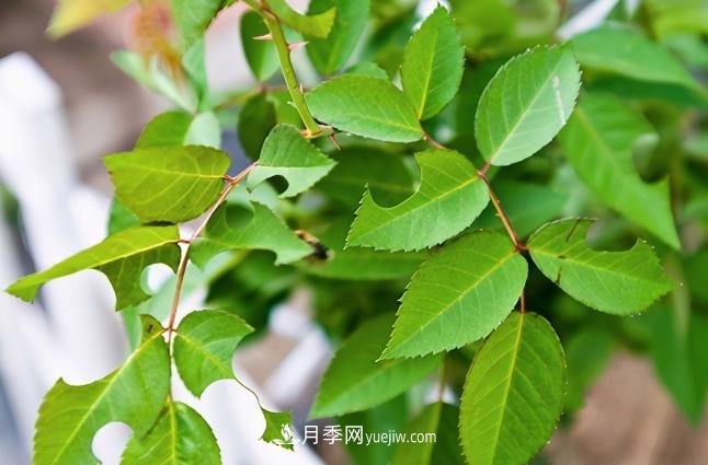 月季遇上切叶蜂，切叶蜂的习性和防治(图1)