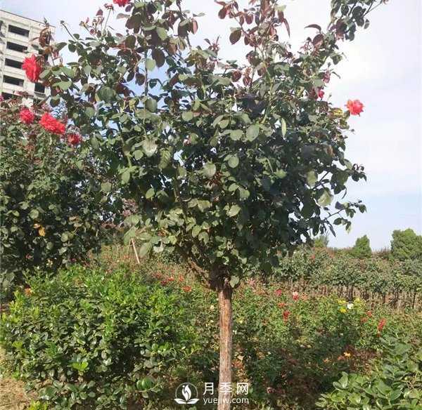南阳月季树基地报价，月季树价格_月季树批发(图2)