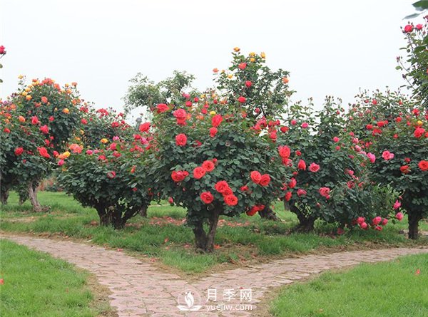 树桩月季，树桩月季怎么选择老桩？(图1)