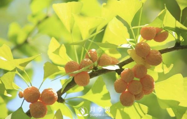 银杏树种植开发前景分析及栽培技术要点(图1)