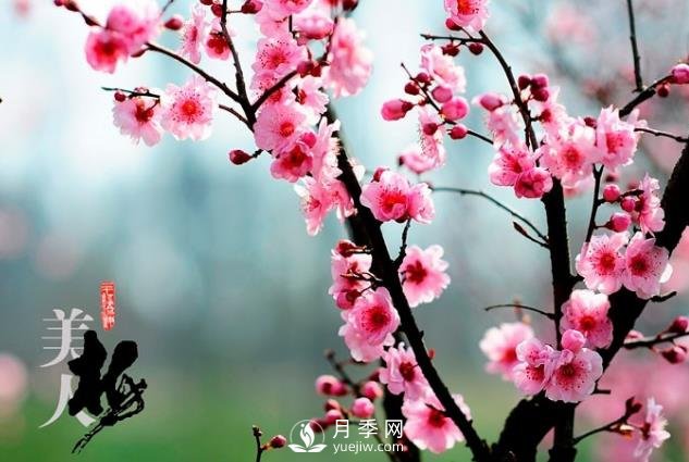 美人梅日常养护要点，大盆厚土催花艳(图1)