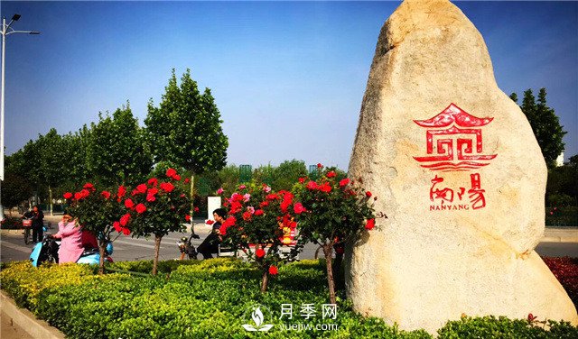 以花为媒——南阳月季享誉四海(图1)