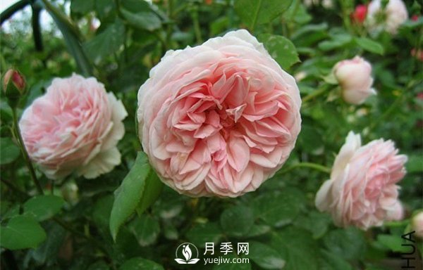 月季之切花月季(图1)