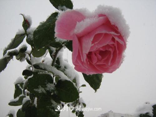 被雪中的月季花所震撼，傲然开放，芳香依旧！(图3)