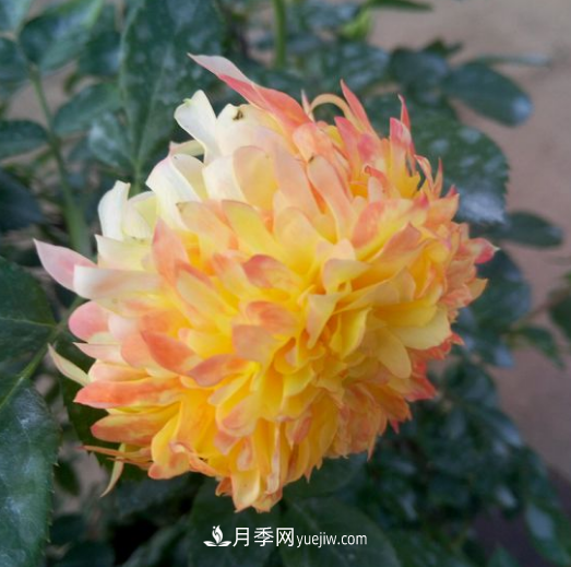 最像菊花的月季——烟花波浪月季(图1)