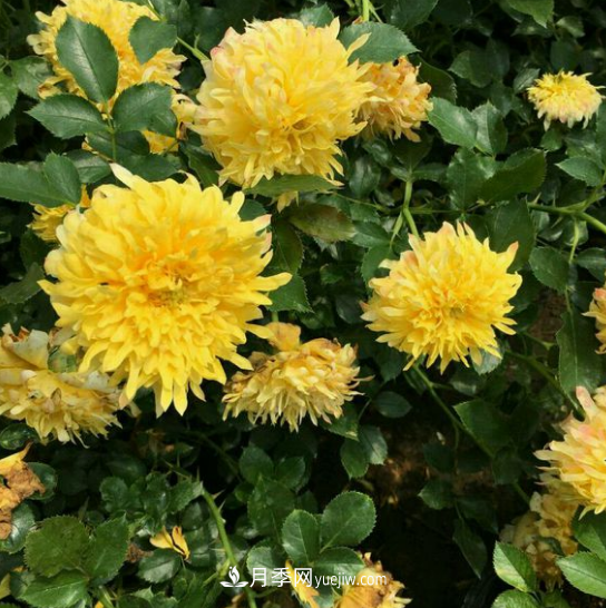 最像菊花的月季——烟花波浪月季(图3)