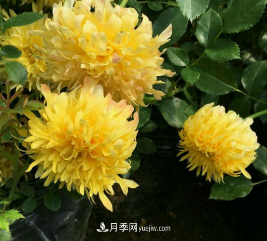 最像菊花的月季——烟花波浪月季(图2)