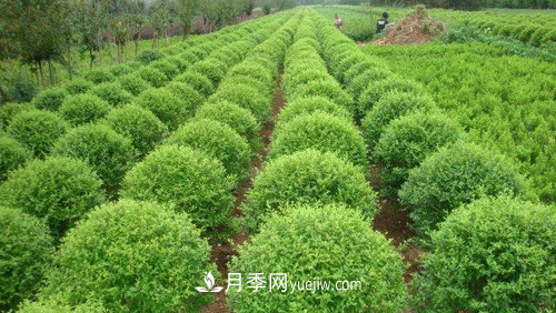 绿化苗木尺寸规格小知识(图1)