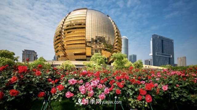 浙江杭州：钱江新城近千株月季盛开阳台(图4)