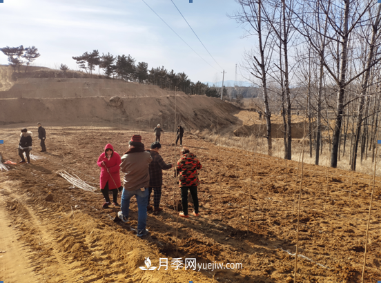 南召玉苗科技：扶贫助农 玉兰花开(图2)