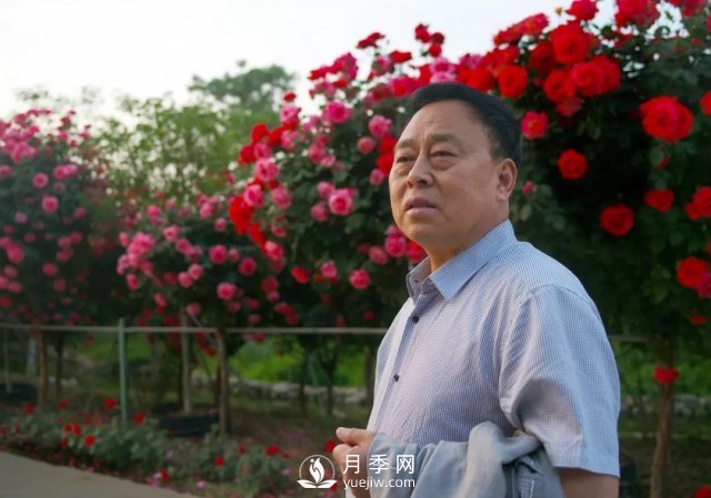 陕西韩城“月季王”——刘爱民(图1)