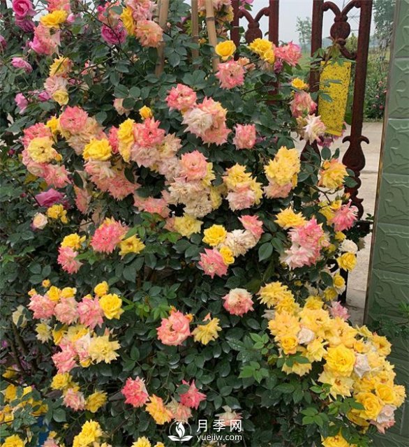 藤彩虹月季的优缺点是什么？(图3)